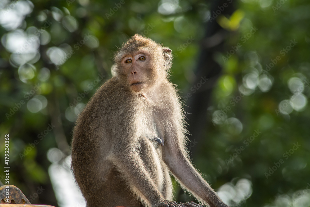 The monkeys living in the city at the time of the morning.