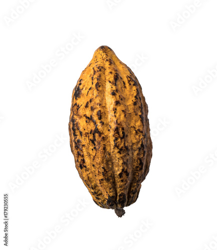 Cocoa Beans and Cocoa Fruits on white background.