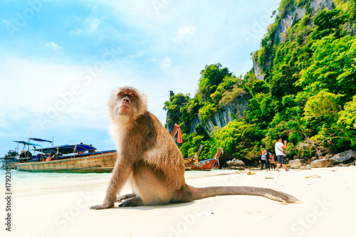 Photography Monkey Beach, Phi Phi Islands, Thailand