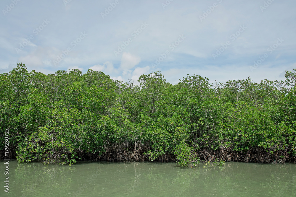 Mangrove forest in Phetburi Thailand Mangrove forest in Phetburi Thailand