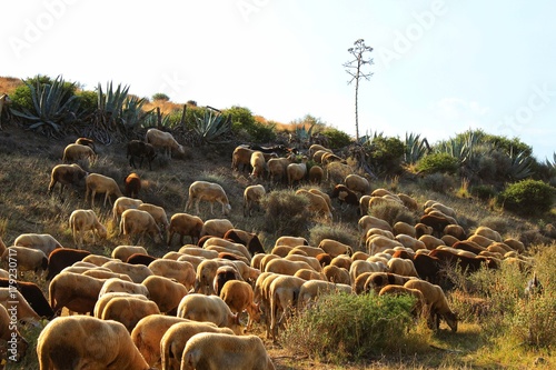 Flock of sheep grazing in the bush in southern Spain