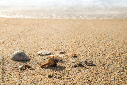 Starfish and soft wave on the sandy beach © aedkafl