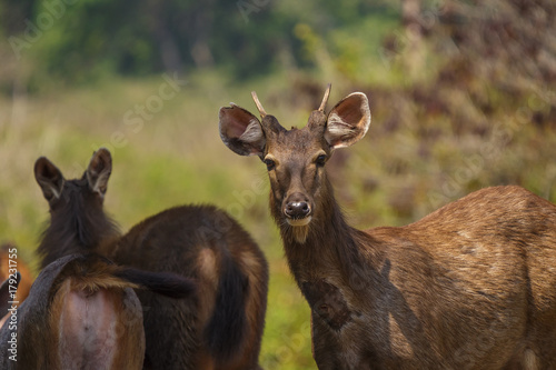 Deers in the wild, Phu-keaw nation park, Chaiyaphum Thailand