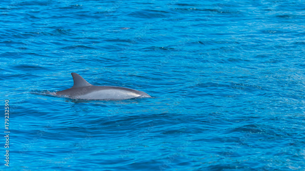 Fototapeta premium Spinner dolphin, Stenella longirostris, dolphin swimming in Pacific ocean 