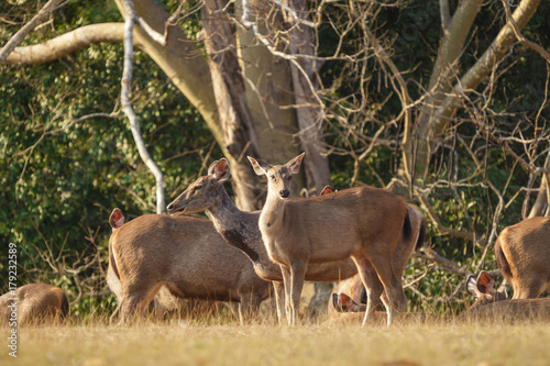 Deers in the wild  Phu-keaw nation park  Chaiyaphum Thailand