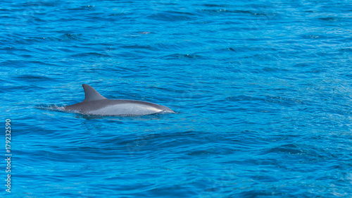 Spinner dolphin, Stenella longirostris, dolphin swimming in Pacific ocean 
