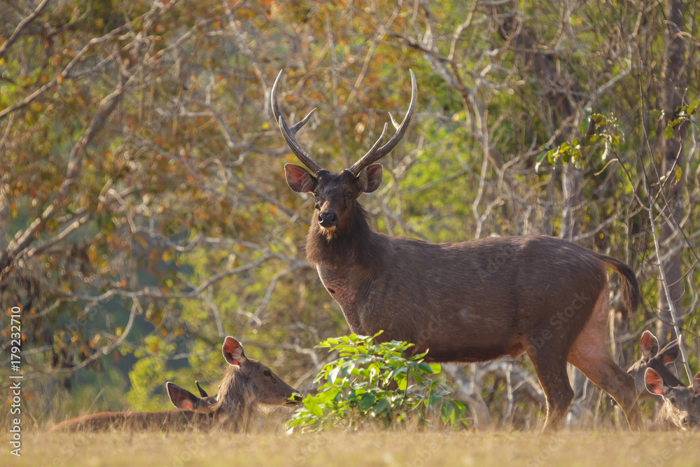 Deers in the wild, Phu-keaw nation park, Chaiyaphum Thailand Deers in the wild, Phu-keaw nation park, Chaiyaphum Thailand
