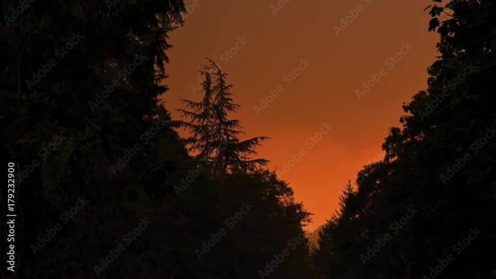 Black tree silhouette Smoke Wildfire Eagle Creek Forest Fire in Oregon Black tree silhouette Smoke Wildfire Eagle Creek Forest Fire in Oregon