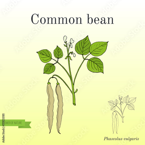 Common bean Phaseolus vulgaris 