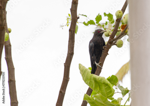 koyal koel bird
