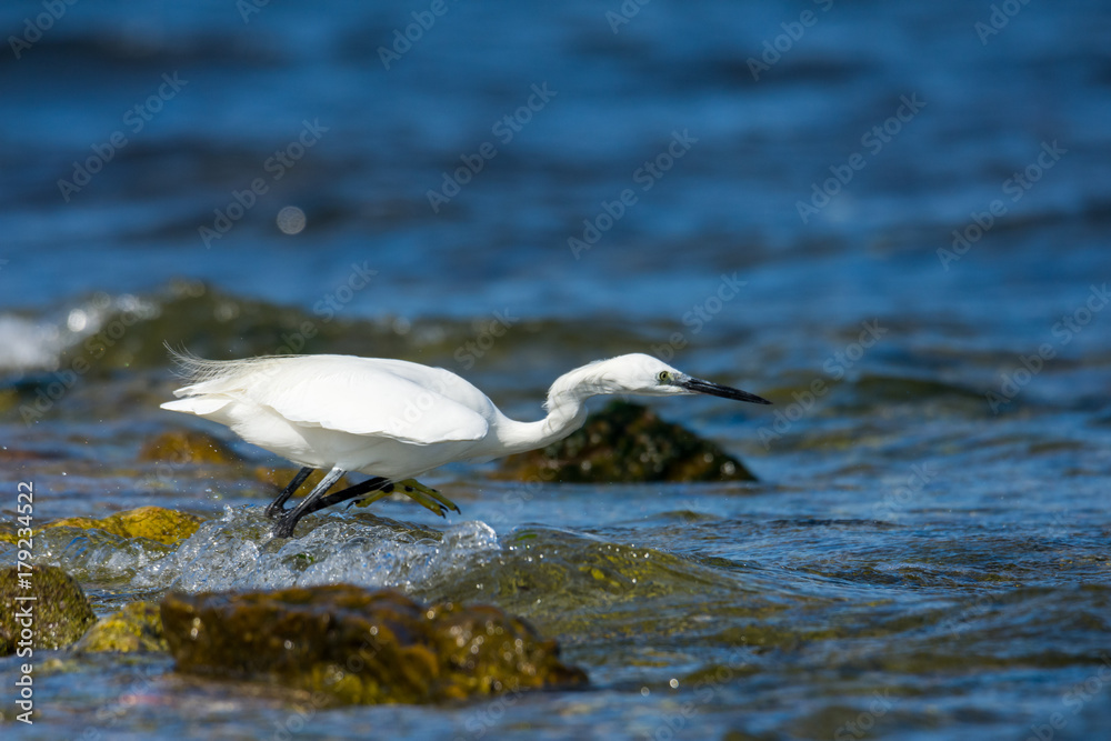 Insel, Mallorca, Spanien, Urlaub, Reisen, Erholung, Strand, Meer, Mittelmeer, Möwe, Tiere, Vögel, Natur, Erlebnis, Abenteuer Insel, Mallorca, Spanien, Urlaub, Reisen, Erholung, Strand, Meer, Mittelmeer, Möwe, Tiere, Vögel, Natur, Erlebnis, Abenteuer