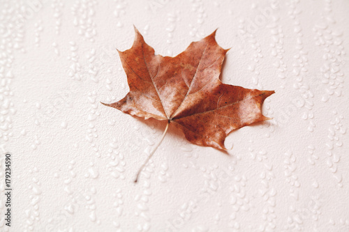 Yellow maple leaf on wet wall