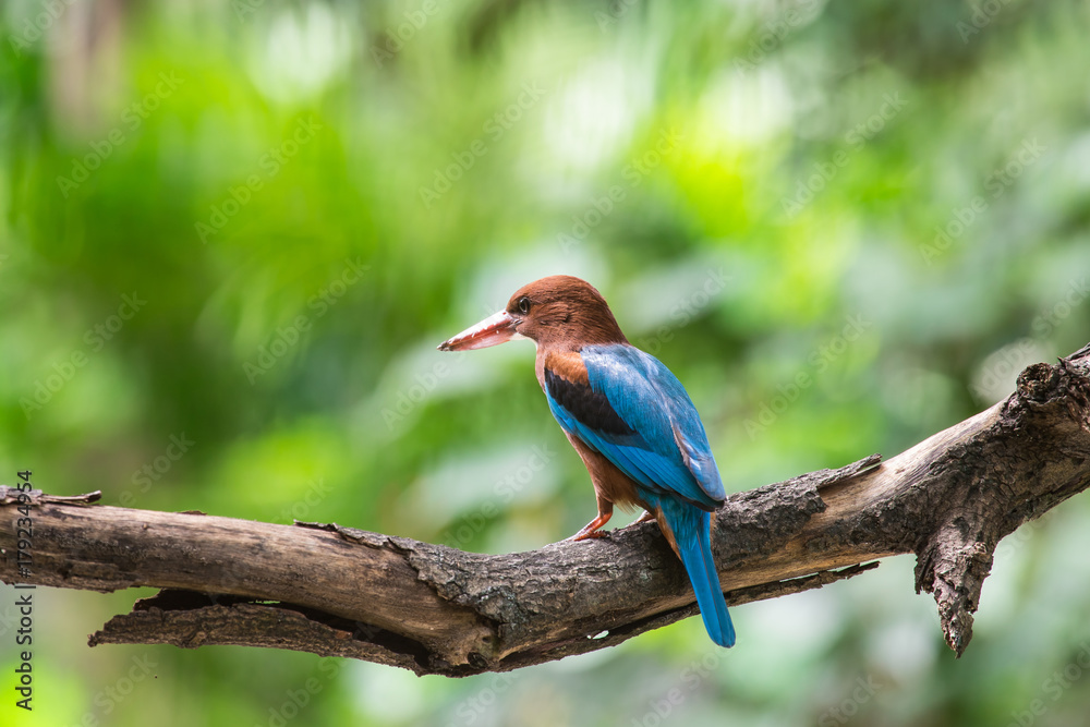 White-throated Kingfisher. Halcyon smyrnensis White-throated Kingfisher. Halcyon smyrnensis