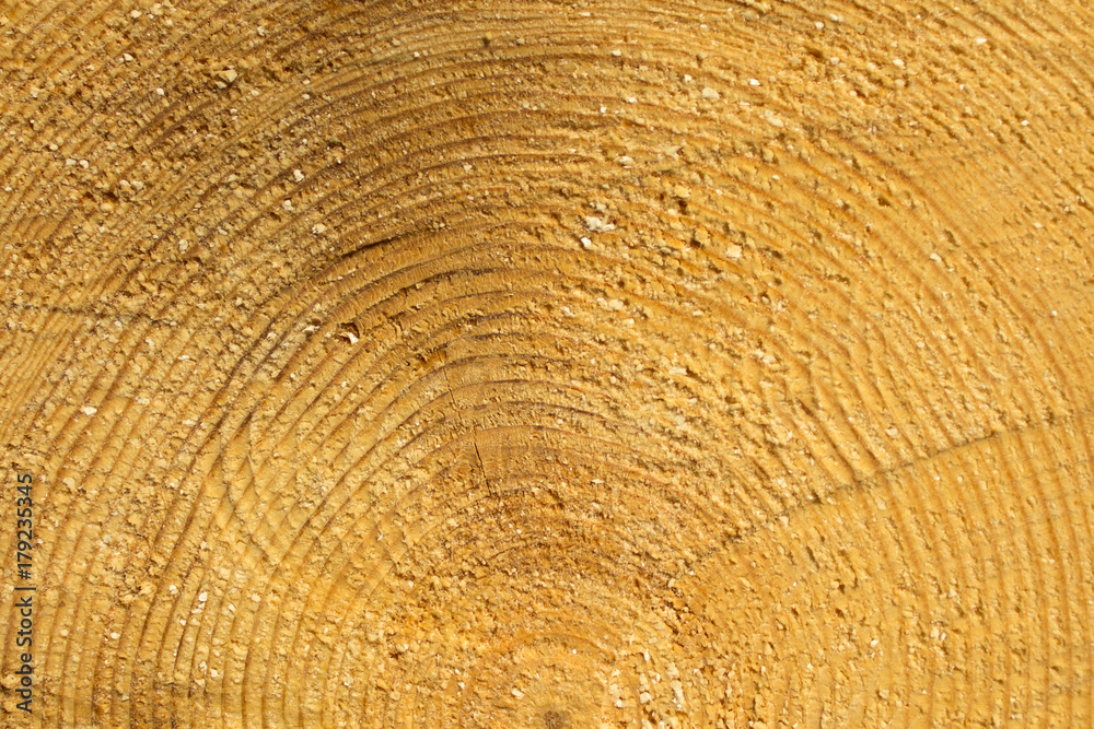 Fototapeta premium sawing logs