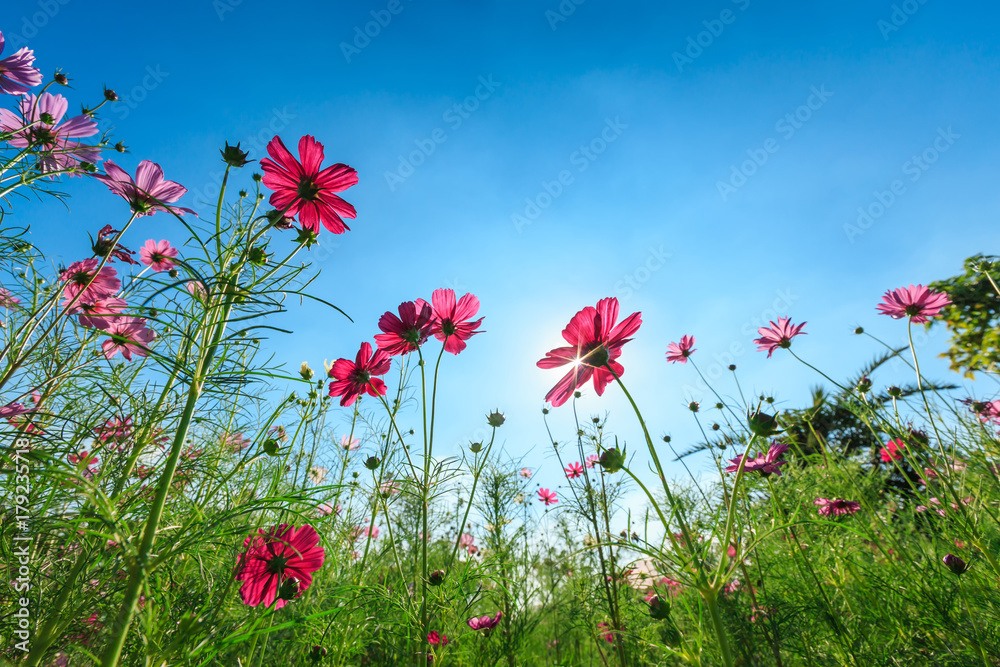 cosmos flower field