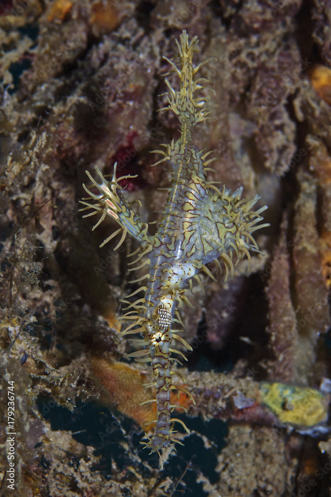 Schmuck-Geisterpfeifenfisch, Ornate Ghost Pipefish (Solenostomus paradoxus) Schmuck-Geisterpfeifenfisch, Ornate Ghost Pipefish (Solenostomus paradoxus)