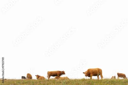 Cows against white sky