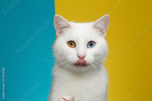 Fotografia Portrait of Pure White Cat with odd eyes licked on bright Blue and Yellow Backgr
