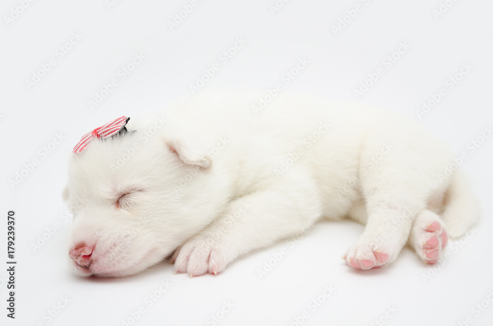 husky puppy husky puppy