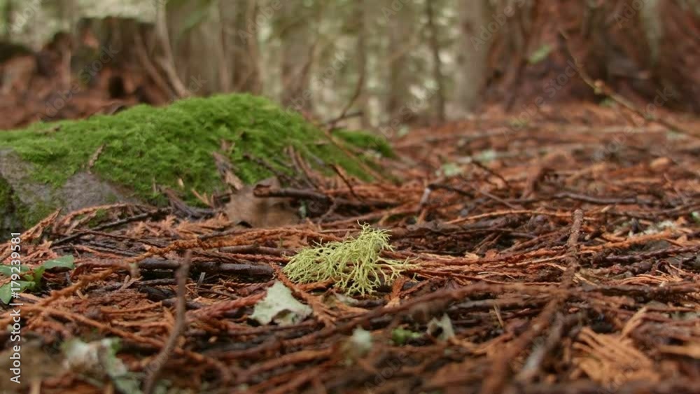 Lichen on ground macro 3 Wet Rainy Cascade Mountain Oregon Forest in Spring Lichen on ground macro 3 Wet Rainy Cascade Mountain Oregon Forest in Spring