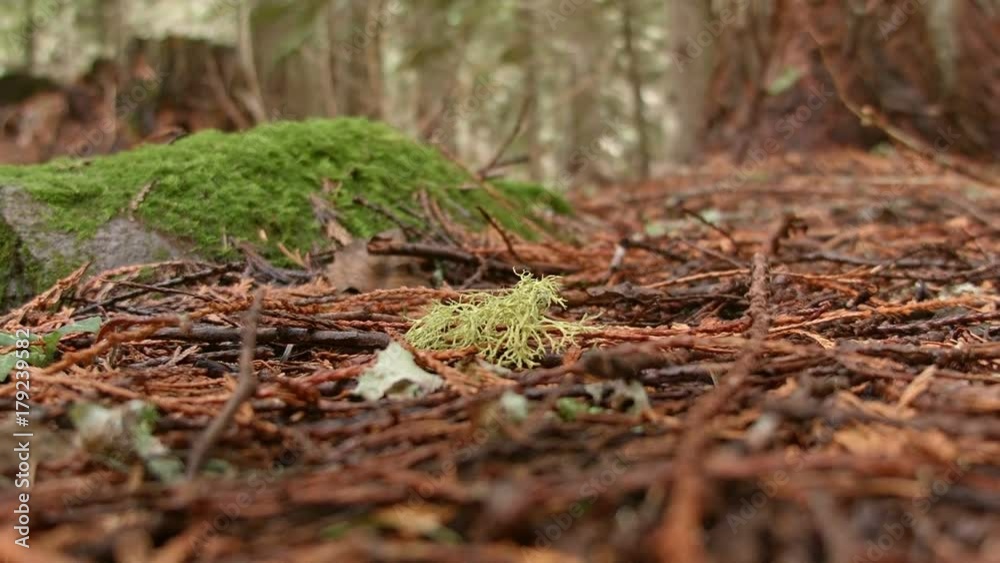 Lichen on ground macro 4 Wet Rainy Cascade Mountain Oregon Forest in Spring Lichen on ground macro 4 Wet Rainy Cascade Mountain Oregon Forest in Spring
