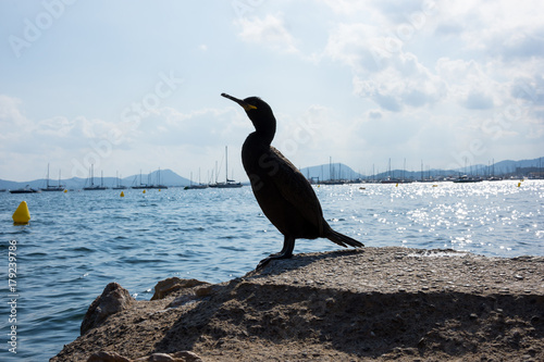 Mallorca  Spanien  Insel  Urlaub  Erholung  Tiere  Pflanzen  Palmen  Reisen  Markt  Fr  chte  Stand  Meer