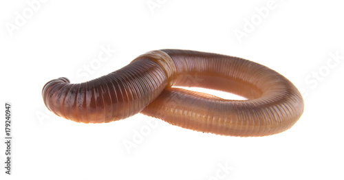 worm isolated on white background close-up