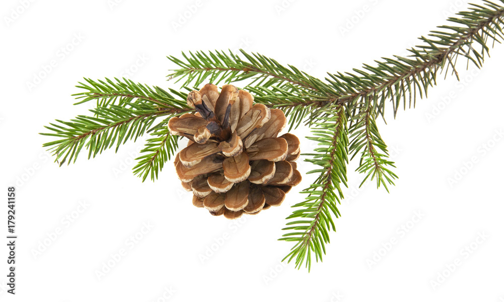 branch of Christmas tree with cones isolated on white background close-up branch of Christmas tree with cones isolated on white background close-up