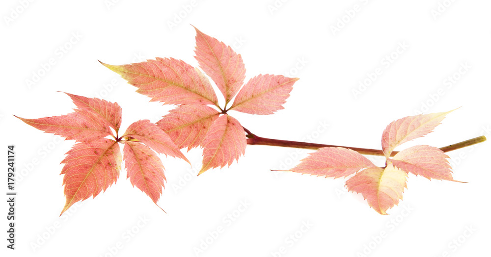 red grape leaves isolated on white background closeup