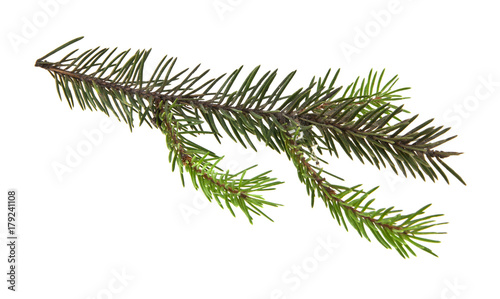 branch of Christmas tree isolated on white background close-up