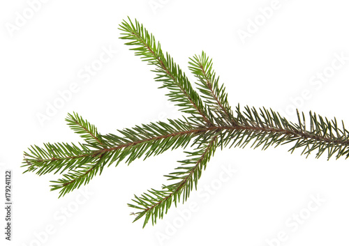 branch of Christmas tree isolated on white background close-up