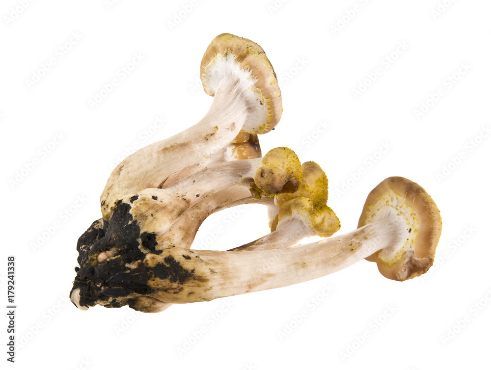 mushrooms isolated on white background closeup mushrooms isolated on white background closeup