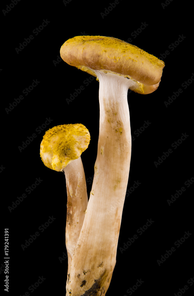 mushrooms on a black background closeup mushrooms on a black background closeup
