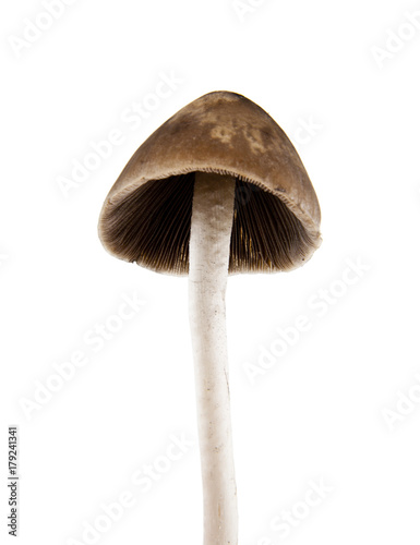  Psilocybe semilanceata mushrooms isolated on white background closeup