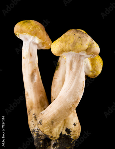 mushrooms on a black background closeup