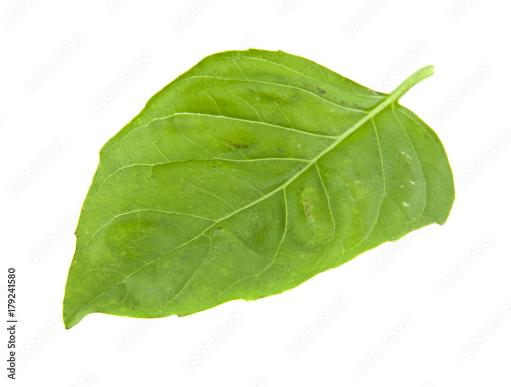 basil isolated on white background closeup basil isolated on white background closeup