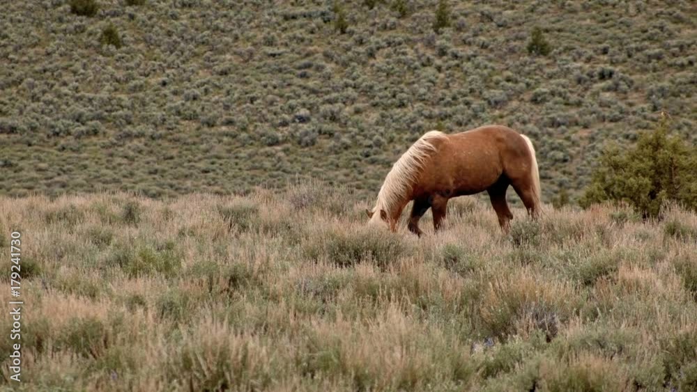 Lone mustang at dawn grazing 1 South Steens HMA Wild Horses Steens Mountain Near malheur Wildlife Refuge 10 Lone mustang at dawn grazing 1 South Steens HMA Wild Horses Steens Mountain Near malheur Wildlife Refuge 10