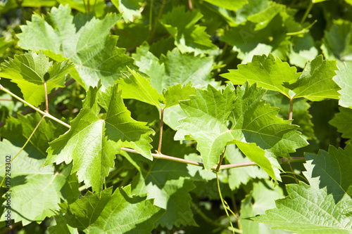 leaves of grapes as background