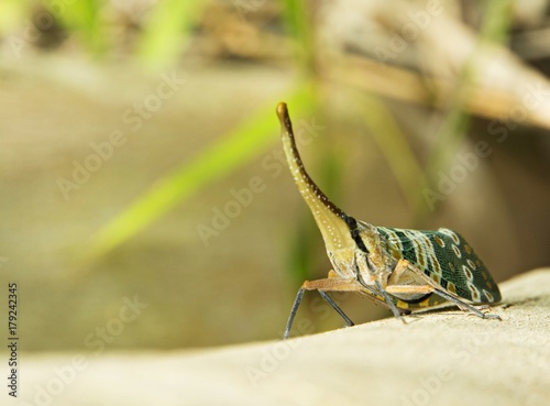 Curculionoidea / Fulgoridae  / Cuckoo Trunk Walking on a tree, the background blurred. photo