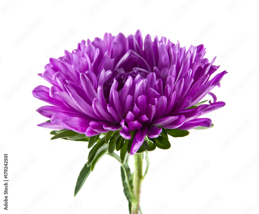 aster flowers isolated on white background closeup