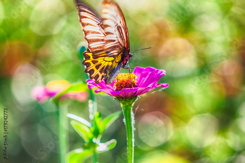 Butterfly on pink zinnia flower.