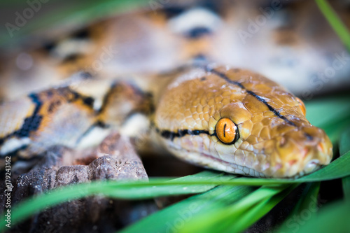 python (Morelia viridis). closeup of the eye