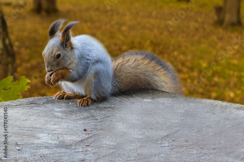 Squirrel on a tree stump eats nuts and seeds. Squirrel in the woods or in the Park. photo