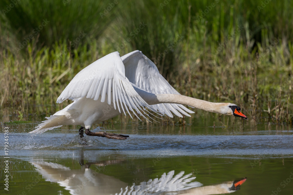 Naklejka premium mute swan (Cygnus olor) with spread wings running water surface