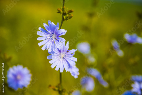 Blue chicory flowers on a meadow