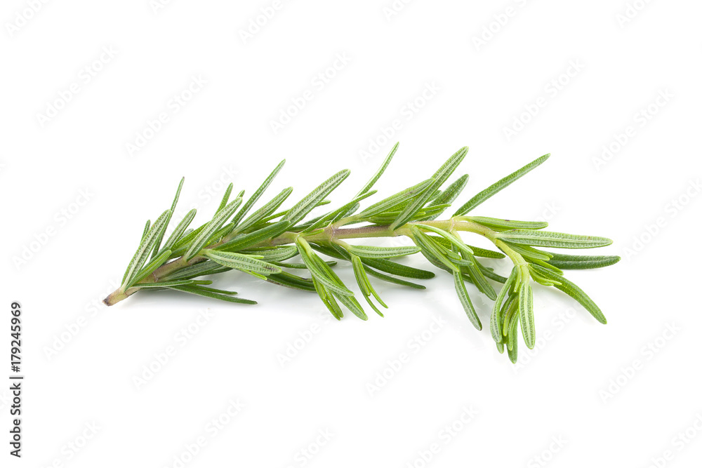 Twig of rosemary on a white background