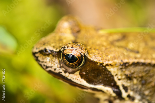 Springfrosch  Rana dalmatina  in einem Wald in Polen