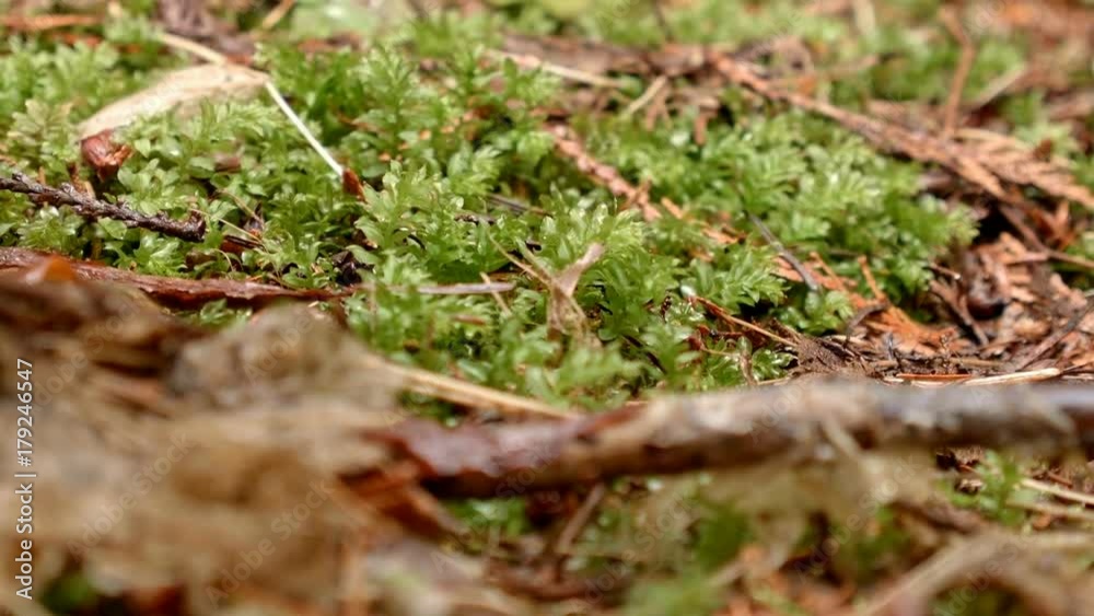 Macro plant 2 Wet Rainy Cascade Mountain Oregon Forest in Spring Macro plant 2 Wet Rainy Cascade Mountain Oregon Forest in Spring