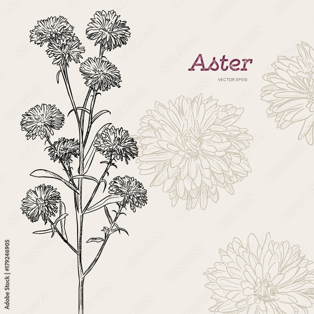 custom made wallpaper toronto digitalaster flower , sketch vector.