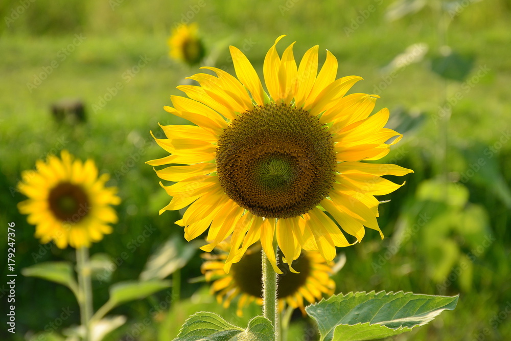 Sunflower in the field with morning sunlight,natural concept. Sunflower in the field with morning sunlight,natural concept.